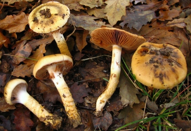 Cortinarius trivialis?